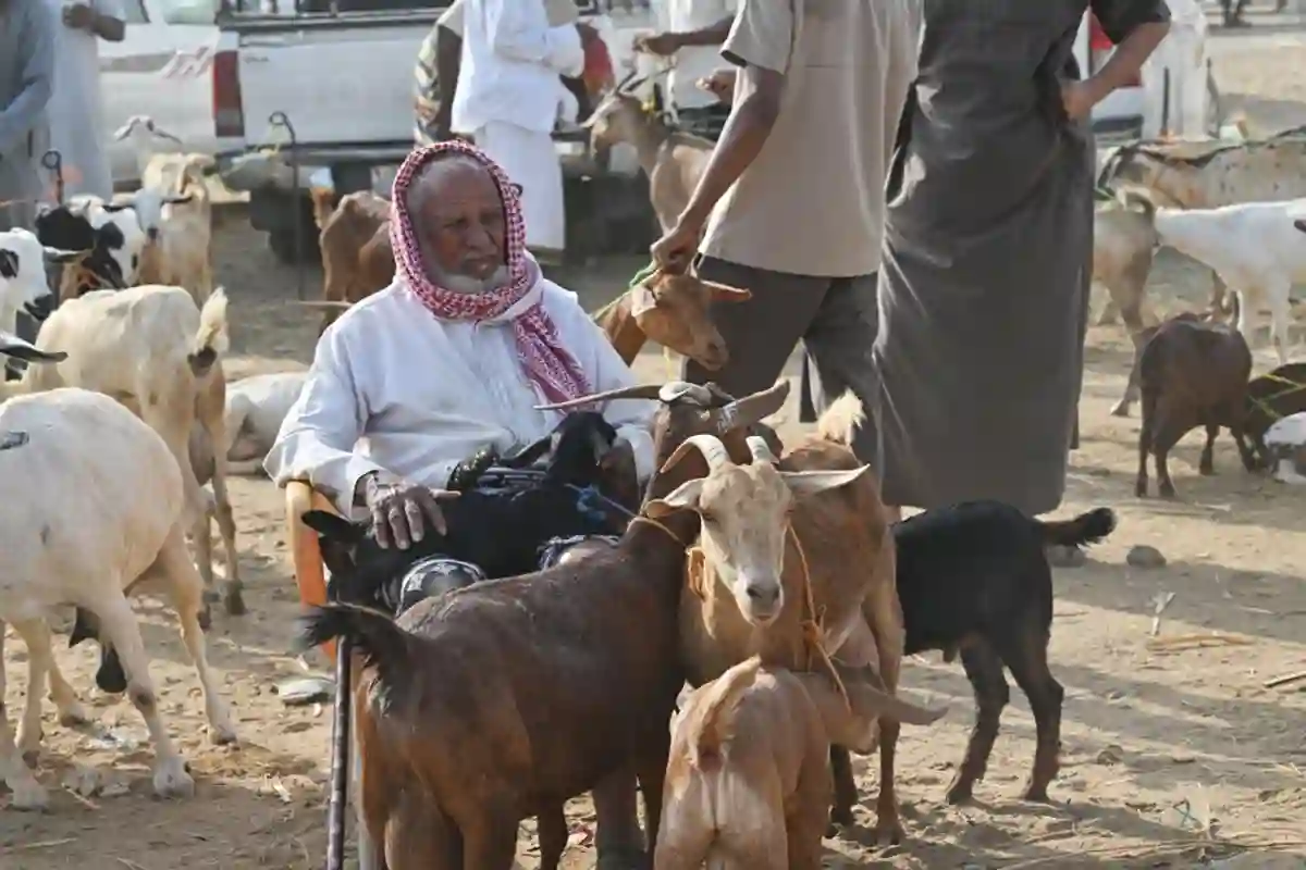 أسواق المواشي