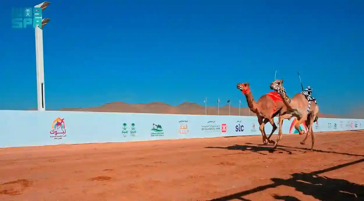 كأس الأولمبية السعودية للهجن