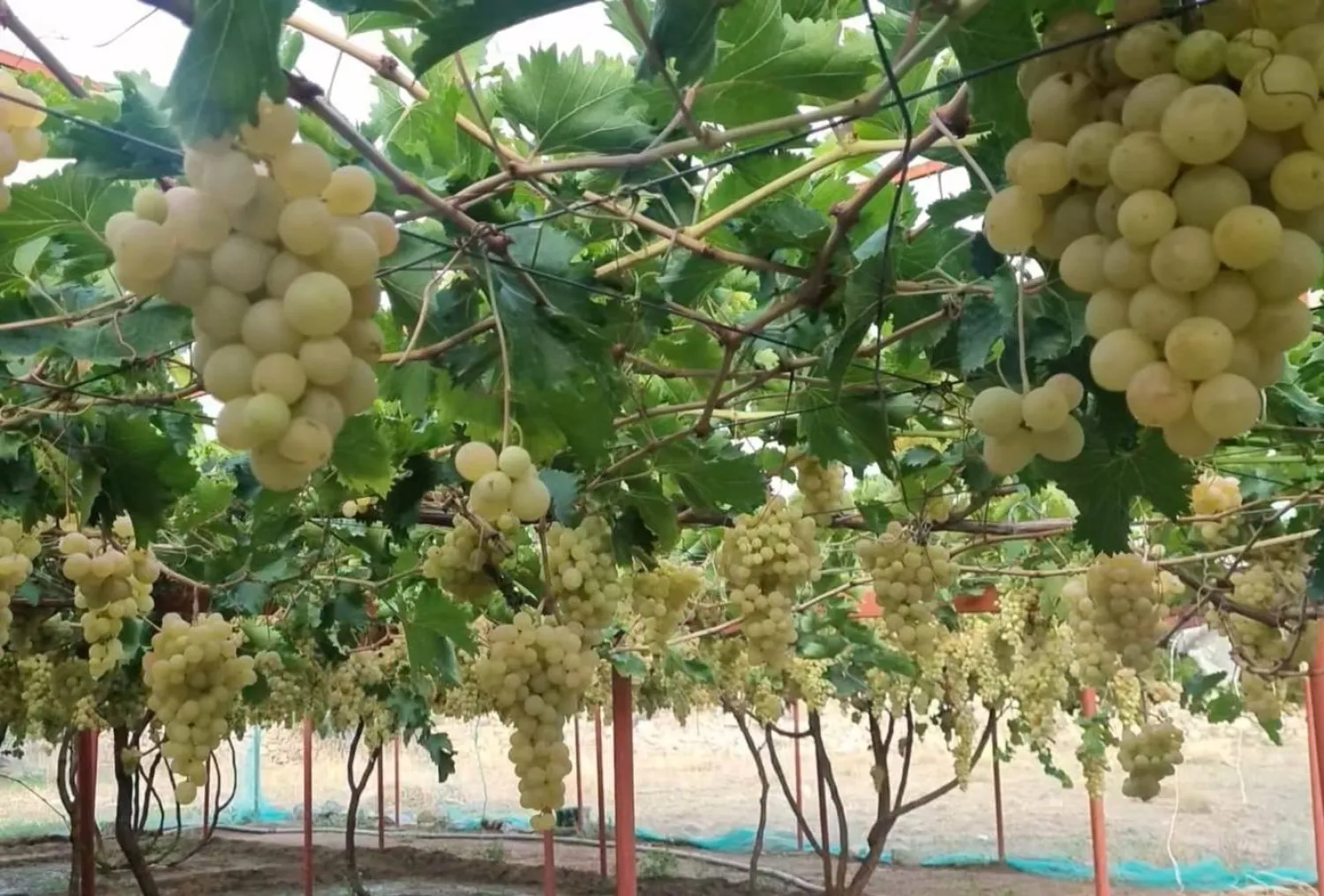 مهرجان العنب والرمان بالطائف