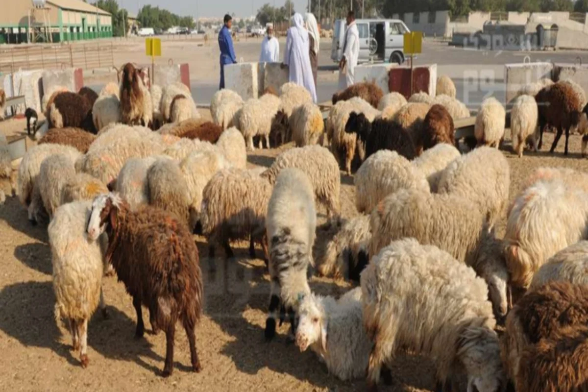 خراف الأضحية