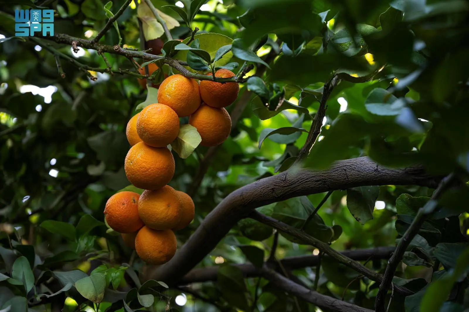 البرتقال النجراني