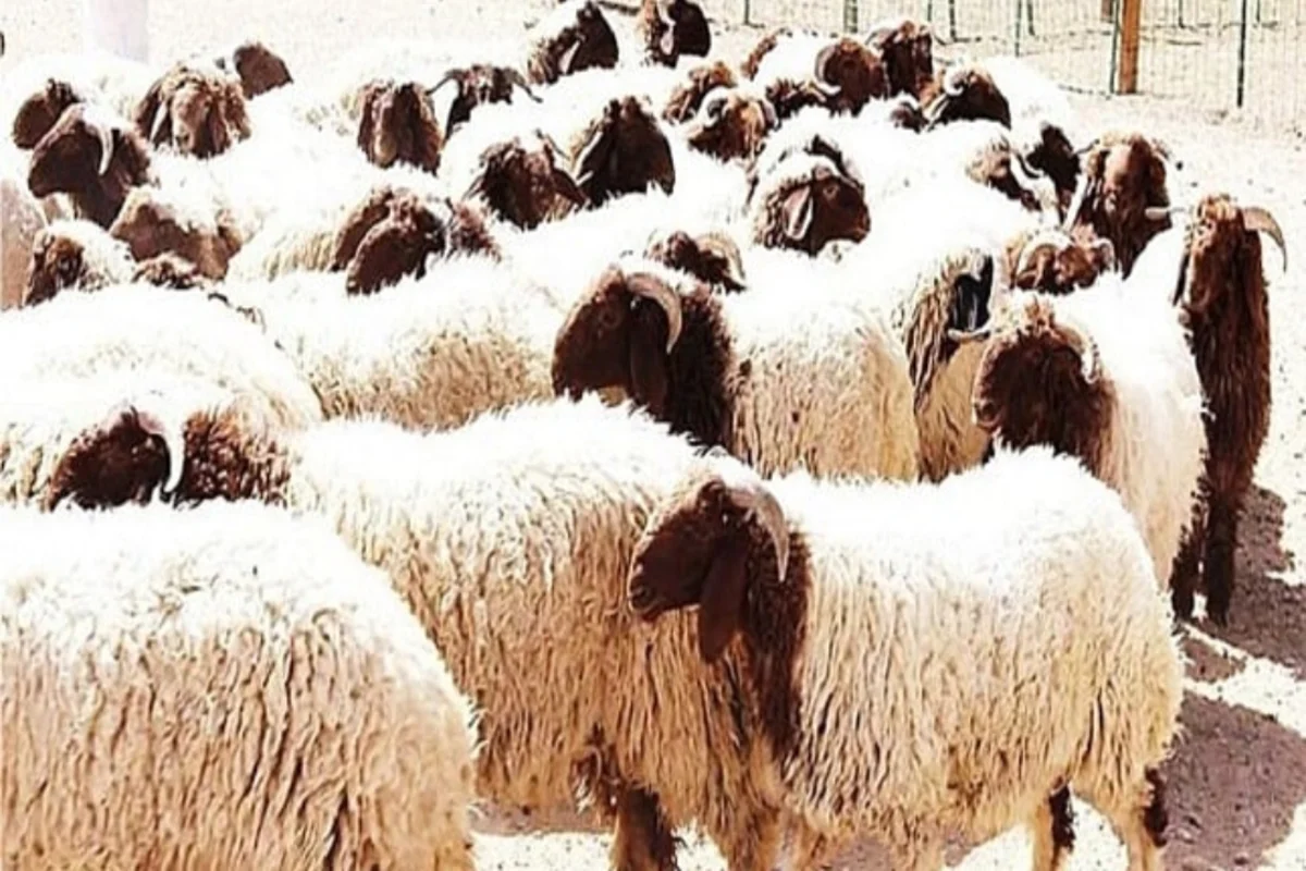 خرفان 