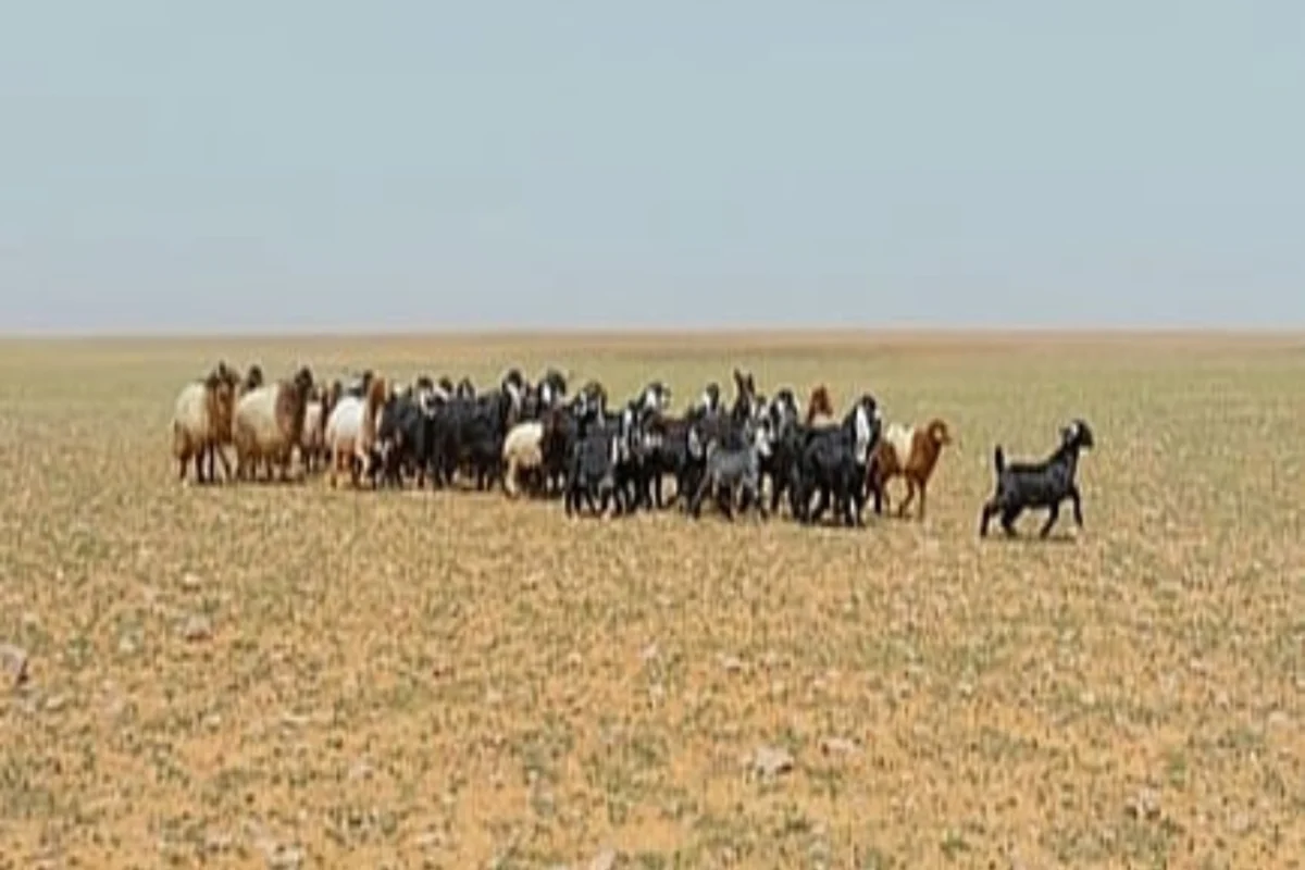 صورة معبرة عن الرعي 
