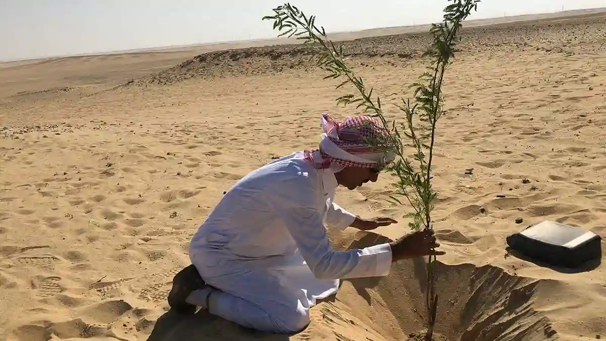  الغطاء النباتي