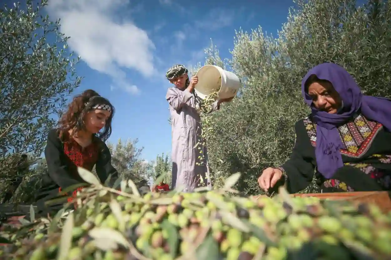 موسم حصاد الزيتون في الضفة الغربية يتواصل وسط تصاعد هجمات المستوطنين