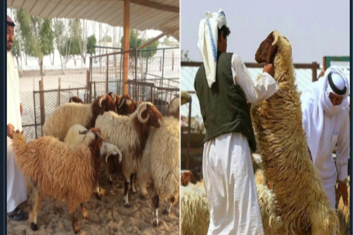 اسواق الأضاحي