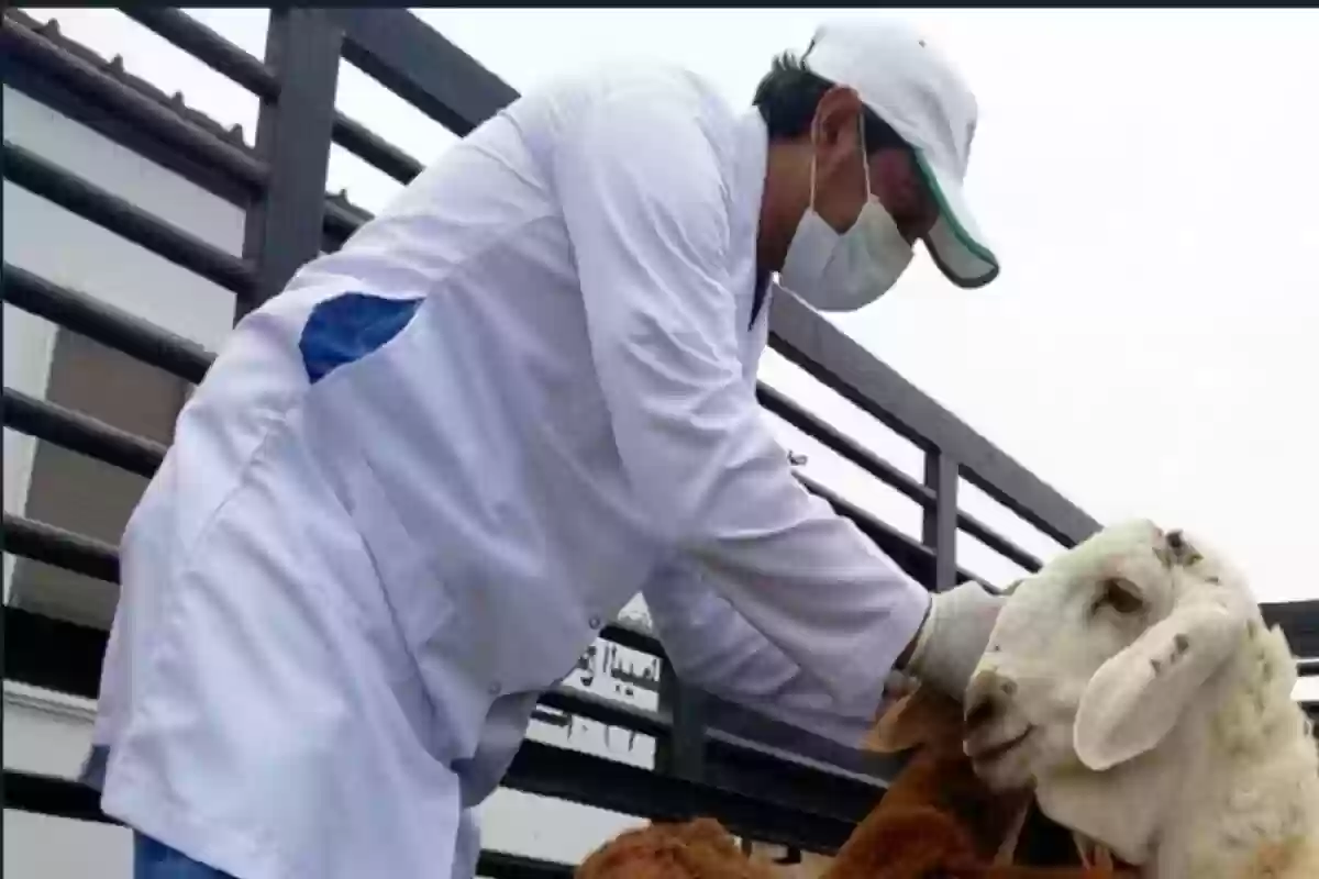 بيطري يكشف على خروف
