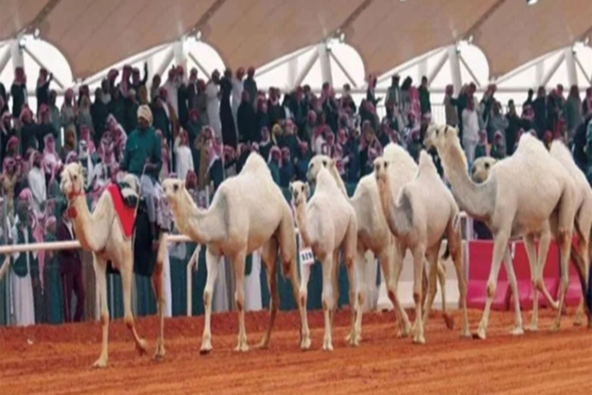 مهرجان الإبل