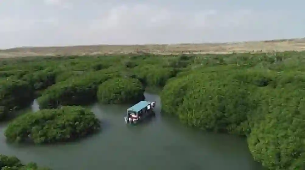 نجاح زراعة المانجروف بالسعودية