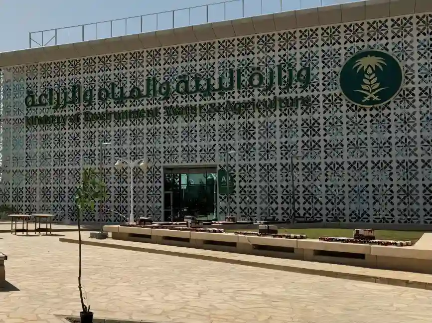 إبل سائبة تضبط بالمدينة