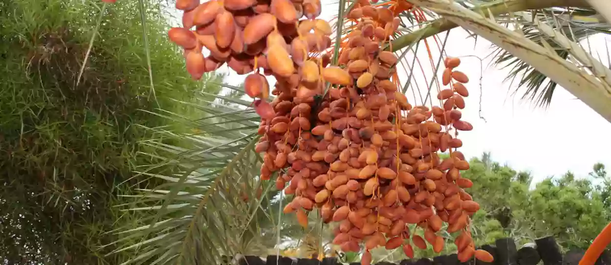 غباره زين ويحفظه أسبوعين؛ كبير فلاحي السعودية يقدم نصيحة لمحبي التمور